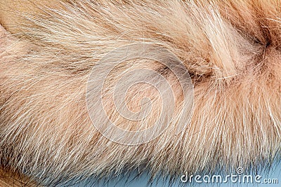 Closeup of natural silver fox fur. Nice background Stock Photo