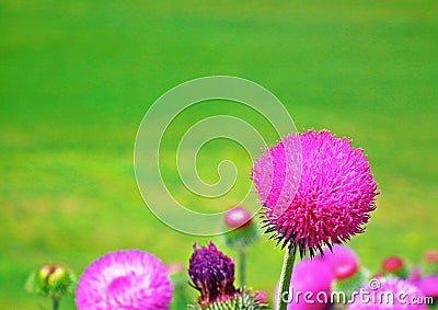 Carduus seminudus flowers wild in nature , green background Stock Photo