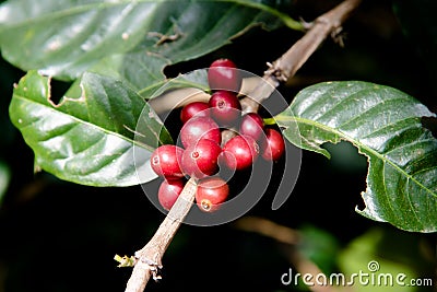 Closeup nature fresh coffee berry in Coffee garden Stock Photo