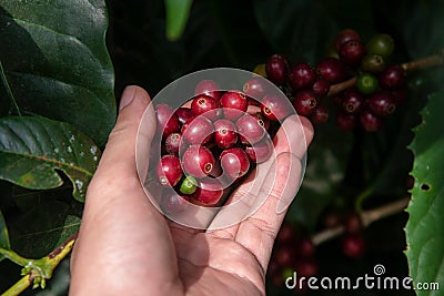 Closeup nature fresh coffee berry in Coffee garden Stock Photo