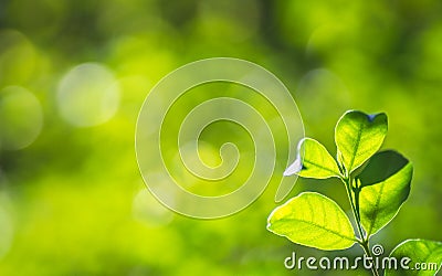 Closeup nature fresh green tree leaves on blurred bokeh greenery background in garden. Green natural wallpaper concept with copy Stock Photo