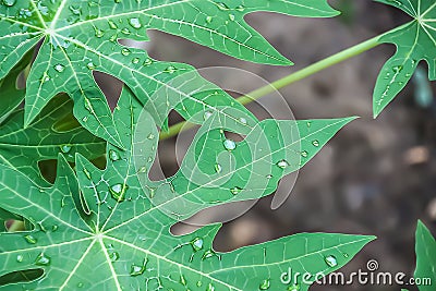 Closeup on nature green freshness papaya leaves. Stock Photo