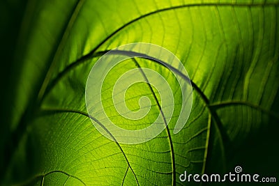 Closeup nature green leaf roll up texture for abstract background Stock Photo