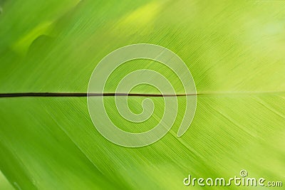 Closeup nature green leaf texture for abstract background Stock Photo