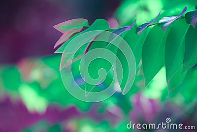 Closeup of nature leaves green,Creative purple tone colour of fresh green,Use as background and wallpapers Stock Photo