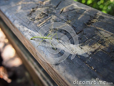 Closeup of nature phasmids stick insect on a wooden trunk with sunlights on Stock Photo