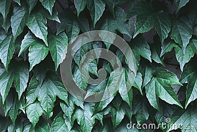 Closeup nature view of green creative layout Stock Photo