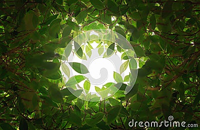 Closeup nature view of green leaf in the beams of sunlight. Natural green plants landscape, ecology, fresh wallpaper concept Stock Photo