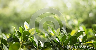 Closeup nature view of green leaf in the beams of sunlight. Natural green plants landscape, ecology, fresh wallpaper concept Stock Photo