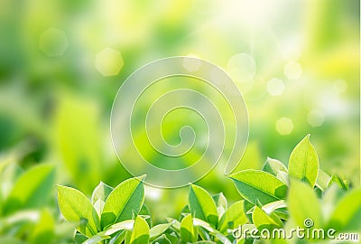 Closeup nature view of green leaf on blurred greenery background in garden with copy space using as background Stock Photo