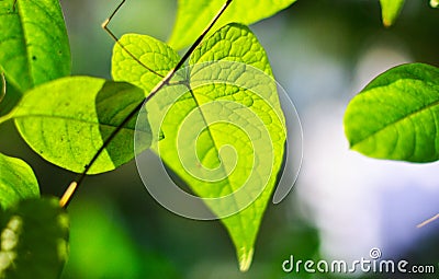 Closeup nature view of green leaf in garden at summer under sunlight. Natural green plants landscape using as a background or wall Stock Photo
