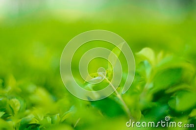 Nature's Embrace: Closeup of a Green Leaf in a Sunlit Garden Stock Photo