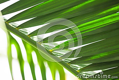 Closeup nature view of green leaf . Natural green plants landsca Stock Photo