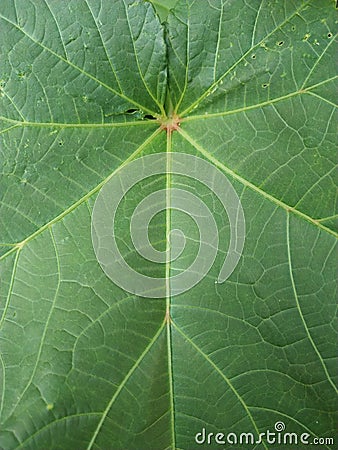 Closeup nature view of green leaf. Leaf nerves. Macro photography. Stock Photo