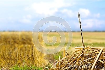 Closeup of Needle in haystack on background Stock Photo