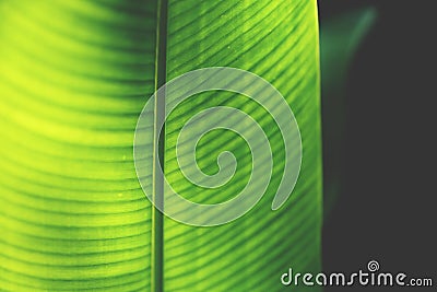 Closeup of a neon coloured heliconia leaf lighted by sun from the back Stock Photo