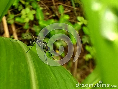 Closeup of Neuroptera web-winged insect on green leaves in garden Stock Photo