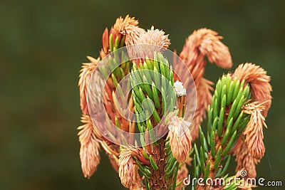 Closeup of new budding pine tree needles growing on fir or cedar trees, isolated against a bokeh background with copy Stock Photo