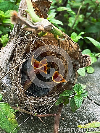 Closeup of newborn chicks birds in the nest Stock Photo