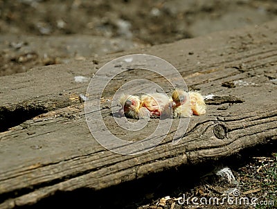 Closeup of newborn pigeons 2 Stock Photo