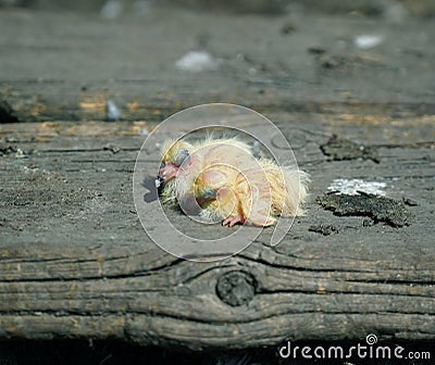 Closeup of newborn pigeons 8 Stock Photo