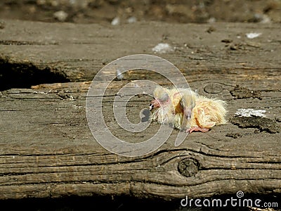 Closeup of newborn pigeons 10 Stock Photo