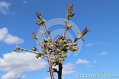 Closeup of a newly planted cherry tree blooming under the sunlight and a blue sky Stock Photo