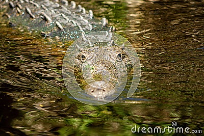 Closeup of the Nile crocodile floating on the water surface. Crocodylus niloticus. Stock Photo