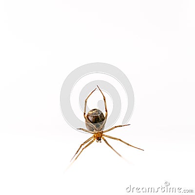 Closeup of a Noble false widow under the lights isolated on a white background Stock Photo