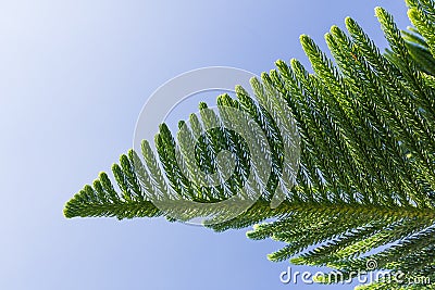 Closeup of Nolfolk island pine leaves Stock Photo