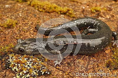 Closeup on a not yet dark colored sub-adult juvenile Black salamander, Aneides flavipunctatus Stock Photo