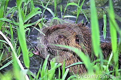 Closeup of nutria Stock Photo