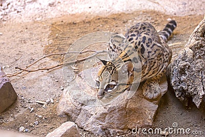 Ocelot On The Prowl Stock Photo