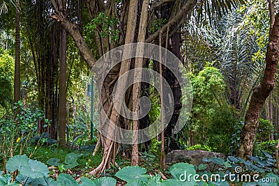 Closeup of old banyan tree and aerial roots in the park Stock Photo