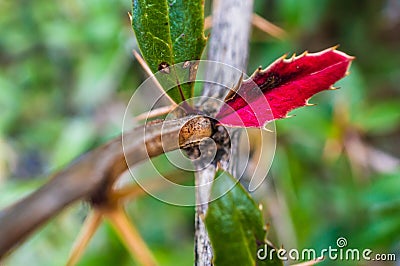 Closeup of an old red leaf or Oregon grapes on a stem Stock Photo