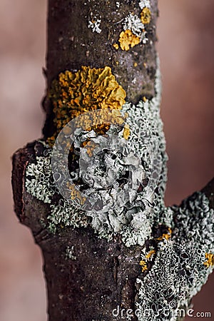 Closeup of old tree trunk of apple-tree covered with lichen of gray and yellow color with blurred background in forest Stock Photo