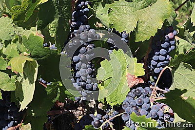 Closeup of old vine zinfandel red wine grapes in a vineyard within Lodi, California Stock Photo