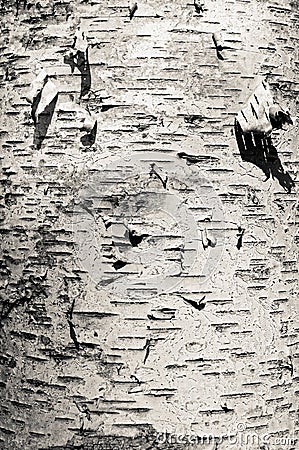 Closeup of old weather beaten birch tree bark texture background pattern monochrome black and white Stock Photo