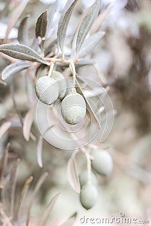 Closeup of olive tree fruit, silver and green leaves and branches in olive grove. Selective focus, blurred backgound Stock Photo