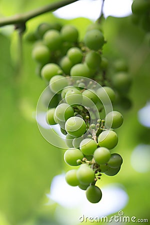 Closeup of one bright bunch of green grapes in a blurred background Stock Photo
