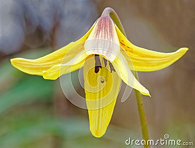 Nodding yellow trout lily flower in Spring Stock Photo