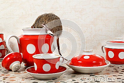 Closeup one rat climbs into teapot near red cups on countertop at kitchen in an apartment house. Stock Photo