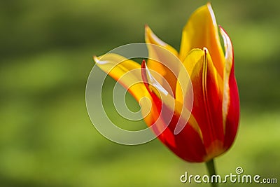 Closeup of One Separate Dutch Yellow -Red Tulip of Sort SYNAEDA KING Stock Photo