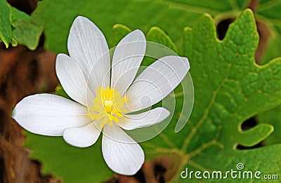 Closeup of one white bloodroot flower in Spring Stock Photo