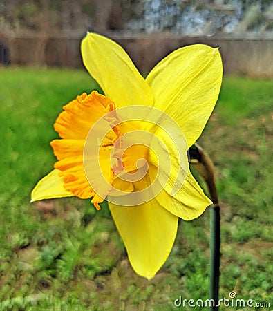Yellow and orange Spring Daffodil in backyard garden Stock Photo