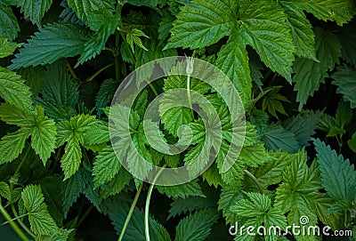 Closeup oof Green Hop leaves pattern background, natural background and wallpaper Stock Photo