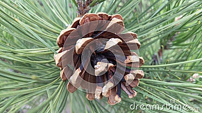 Open Female Pine Cone Closeup Stock Photo