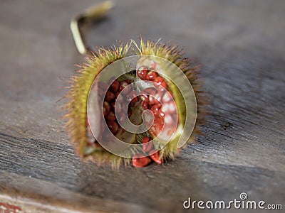 Closeup of an opened Bixa orellana Achiote lipstick tree fruit red seeds annatto pigment condiment food coloring Peru Stock Photo