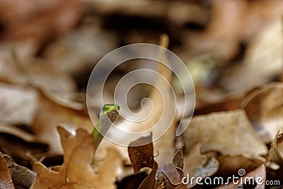 Closeup of the Opheodrys aestivus, commonly known as the rough green snake. Stock Photo