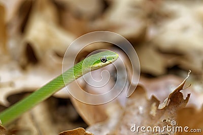 Closeup of the Opheodrys aestivus, commonly known as the rough green snake. Stock Photo